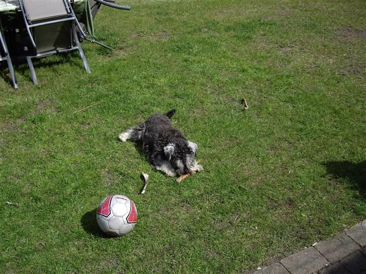 Dvaergschnauzer Brutus - Jeg elsker min have billede 5