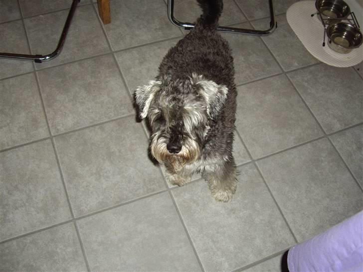 Dvaergschnauzer Brutus - Skal vi lege nu billede 6