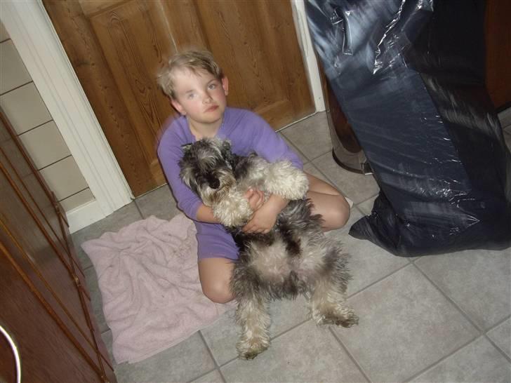 Dvaergschnauzer Brutus - Jeg skal lige have mit morgen kram billede 7