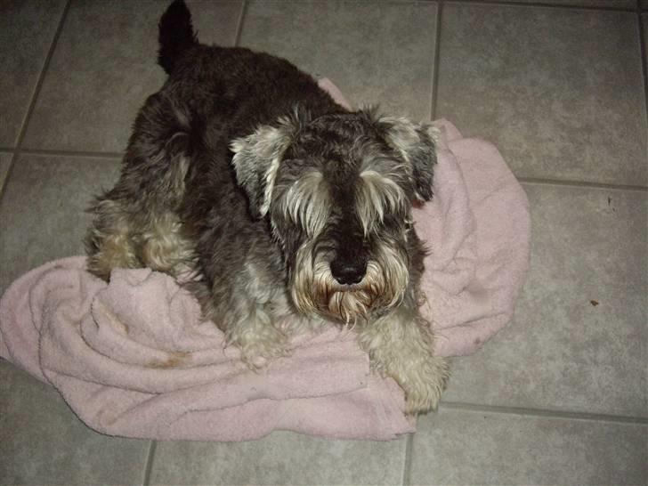 Dvaergschnauzer Brutus - Nu skal jeg sove billede 8