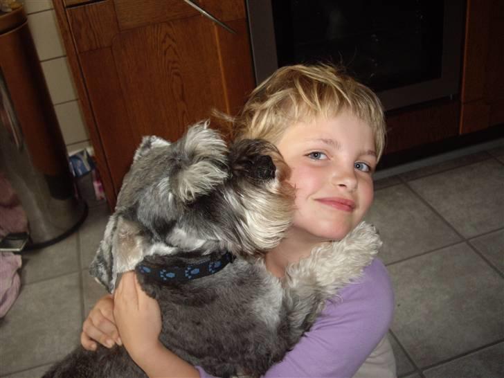 Dvaergschnauzer Brutus - Et kram kan man altid bruge billede 9