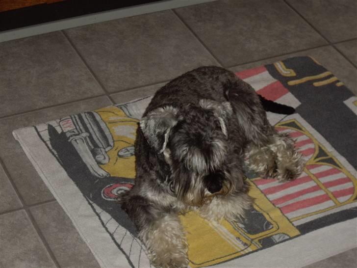 Dvaergschnauzer Brutus - Jeg slapper lige lidt af billede 10