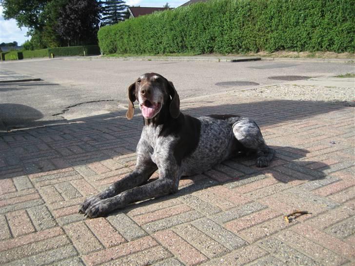 Korthåret hønsehund Betty  R.I.P<3 billede 17