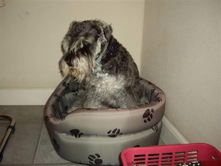 Dvaergschnauzer Brutus - Hvorfor vække du mig billede 11