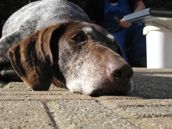 Korthåret hønsehund Betty  R.I.P<3 - Smukke Betty <3 billede 18