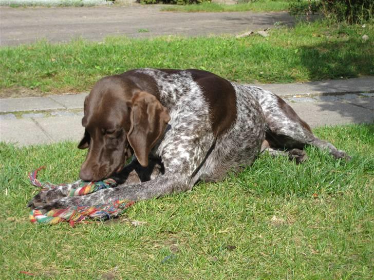 Korthåret hønsehund Emma ( balade mageren) - Gnaske, gnaske og atter gnaske ! <3 billede 15