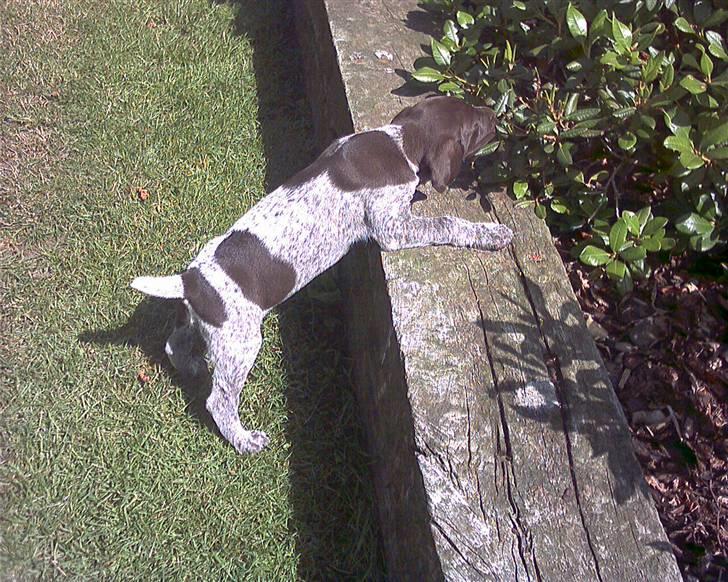 Korthåret hønsehund Emma ( balade mageren) - Man kan vel ikke gøre for at man har charme ? ;b billede 16