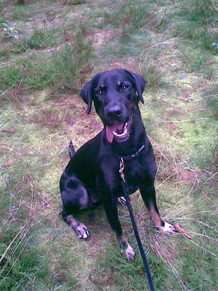 Blanding af racer janus - Taget til træning! jeg er klar mor er du? billede 6