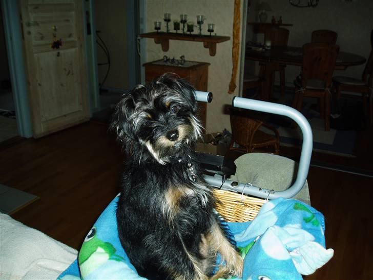 Blanding af racer Sille - her er jeg i min lille kurv, min absolutte ynglingsplads billede 8