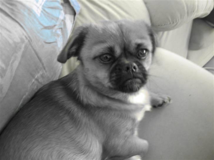 Blanding af racer Bonnie - Taget d.25/8-07 Bonnie er 11 måneder nu.. en stor pige billede 19