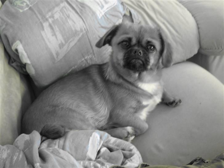 Blanding af racer Bonnie - Den dejligste hund...  billede 20