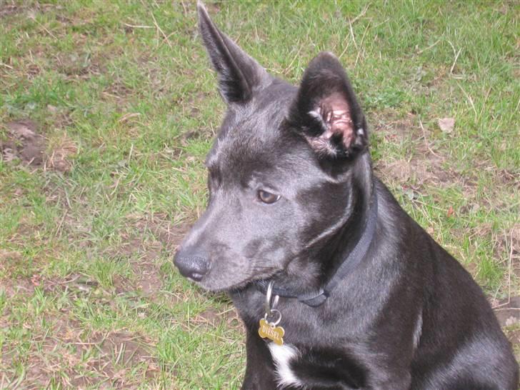 Australsk kelpie Diesel billede 7