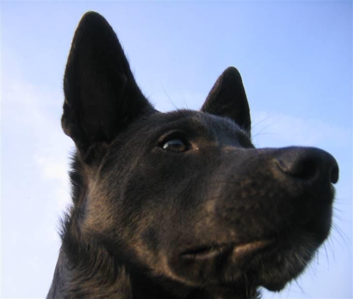 Australsk kelpie Diesel billede 8