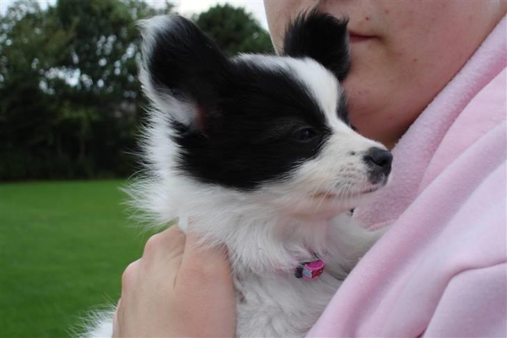 Papillon Bianca billede 5