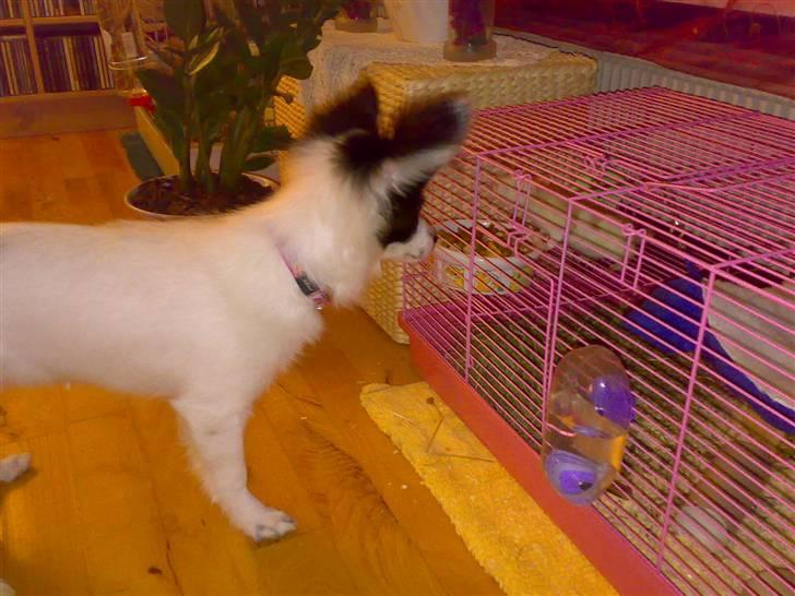 Papillon Bianca - her leger jeg lidt med en rotte, det er sjovt. billede 6