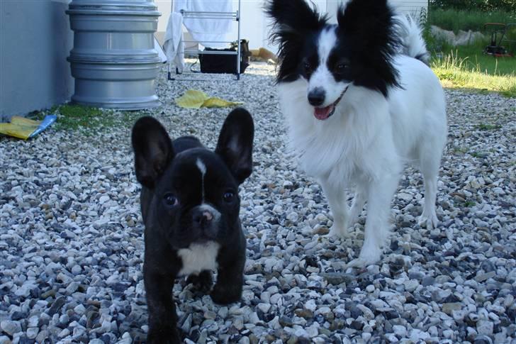 Papillon Bianca - her er min lege kammerat chester. vi gør hinanden træt. billede 7