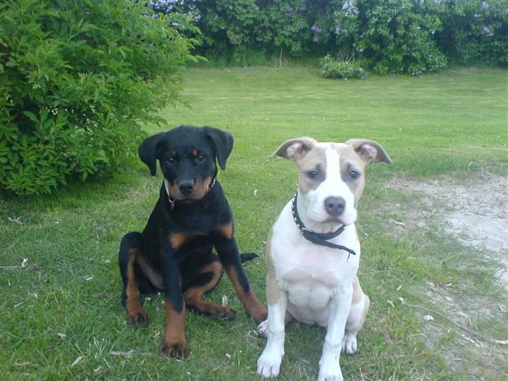 Rottweiler Gucci* - Gucci og hendes bedste veninde Babe billede 5