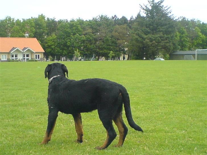 Rottweiler Gucci* billede 6