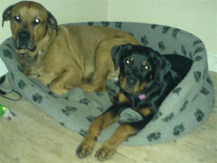 Rottweiler Gucci* - Bonsai og gucci putter i kurven billede 7