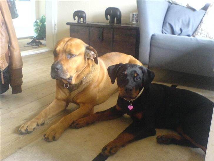 Rottweiler Gucci* - Bonsai og Gucci  billede 8