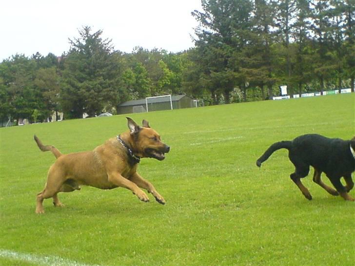 Rottweiler Gucci* - De leger helt vildt, Bonsai prøver og fange Gucci billede 9