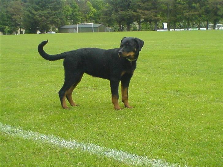 Rottweiler Gucci* billede 10