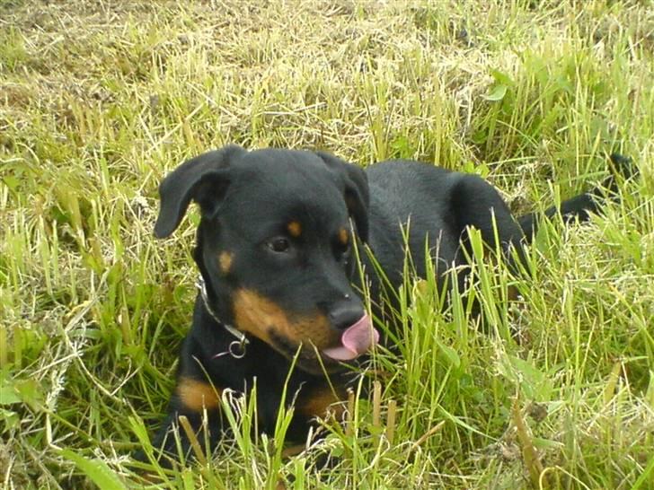 Rottweiler Gucci* - Gucci på vej til Vandværkskoven billede 11