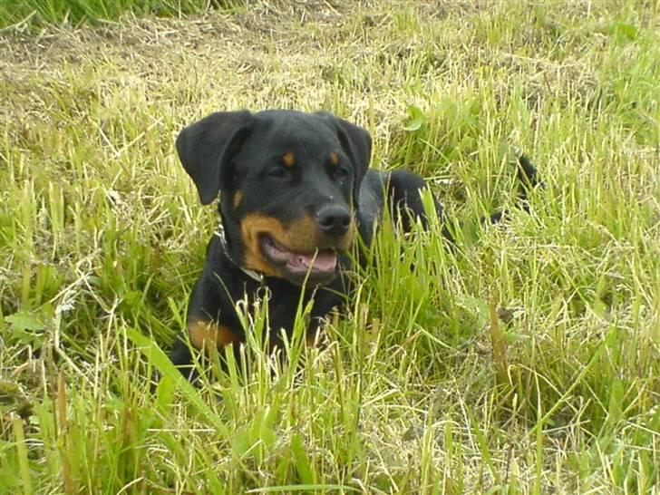 Rottweiler Gucci* - Ej se lige så mega sød og nuttet hun ligger der og er billede 12