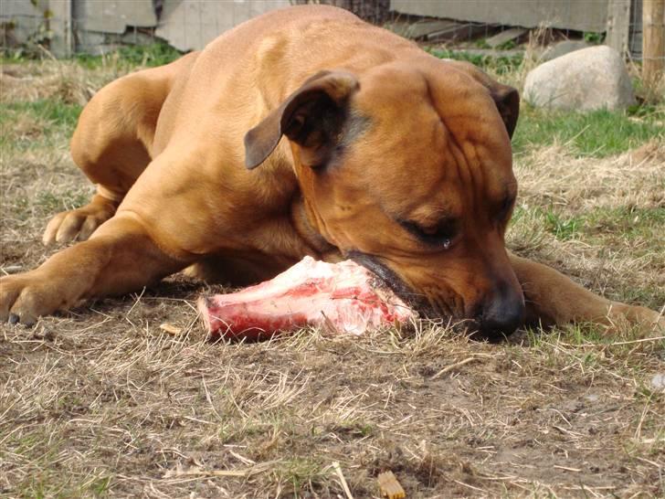 Blanding af racer Bonsai *RIP 19/8 2010* - Smukke Bølle  billede 12