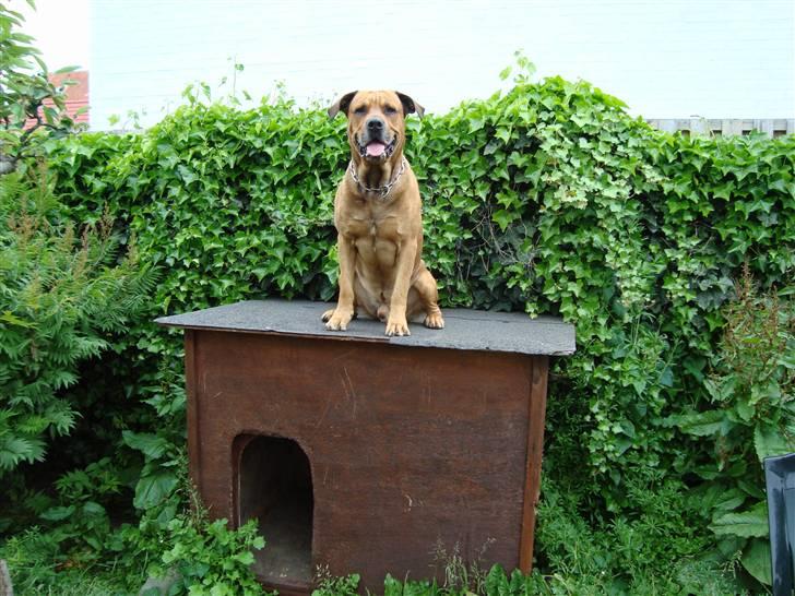 Blanding af racer Bonsai *RIP 19/8 2010* - Bonsai i hans grønne hundegård :)  billede 13