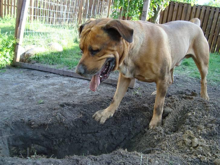 Blanding af racer Bonsai *RIP 19/8 2010* - Bonsai  graver  billede 14