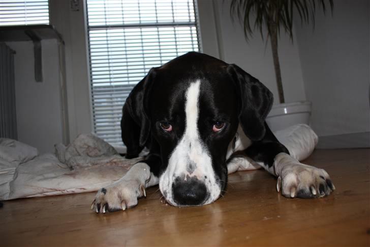 Blanding af racer Holger Flapøre billede 10