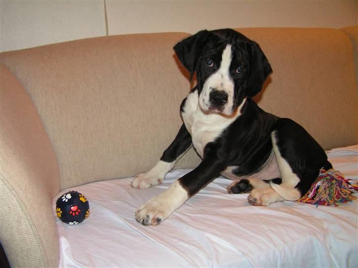 Blanding af racer Holger Flapøre - Netop flyttet ind... en betteski' på 16kg ;-) billede 4