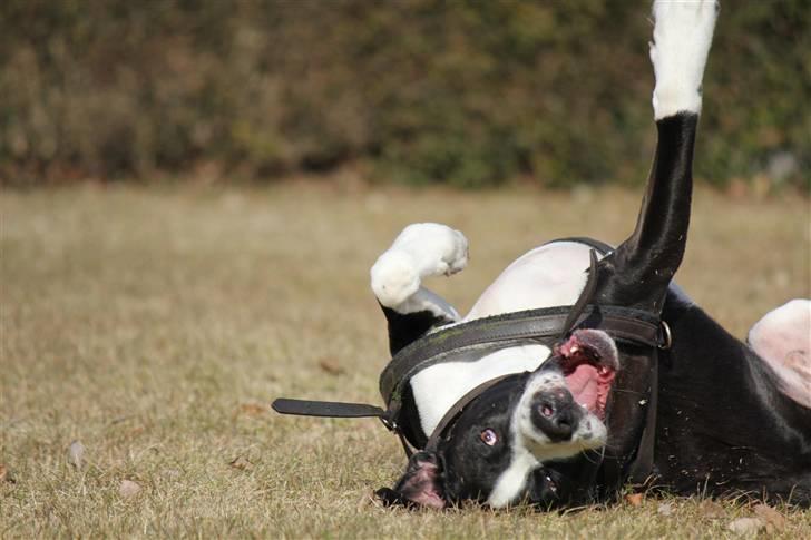 Blanding af racer Holger Flapøre billede 15
