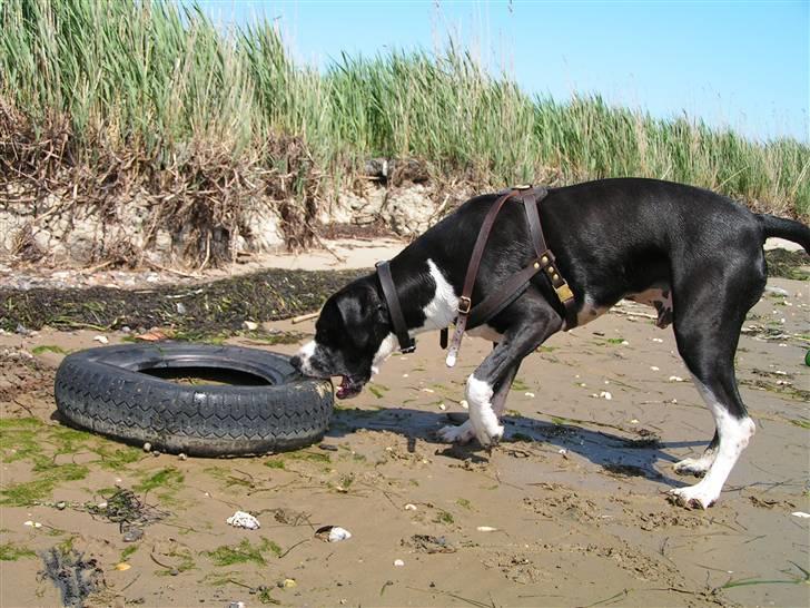 Blanding af racer Holger Flapøre billede 2