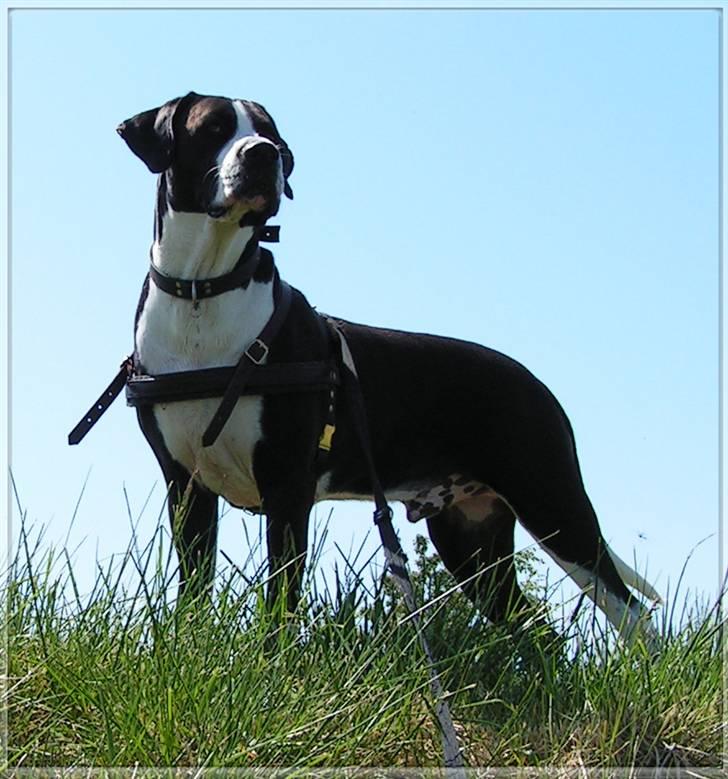 Blanding af racer Holger Flapøre billede 5