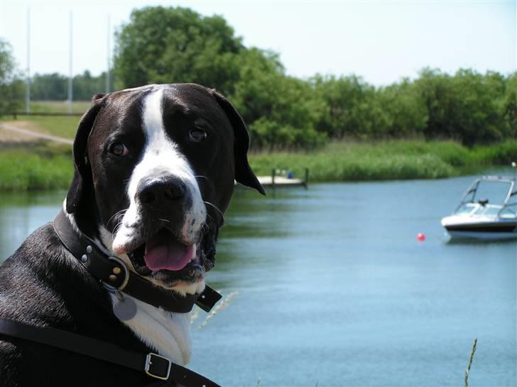 Blanding af racer Holger Flapøre billede 17