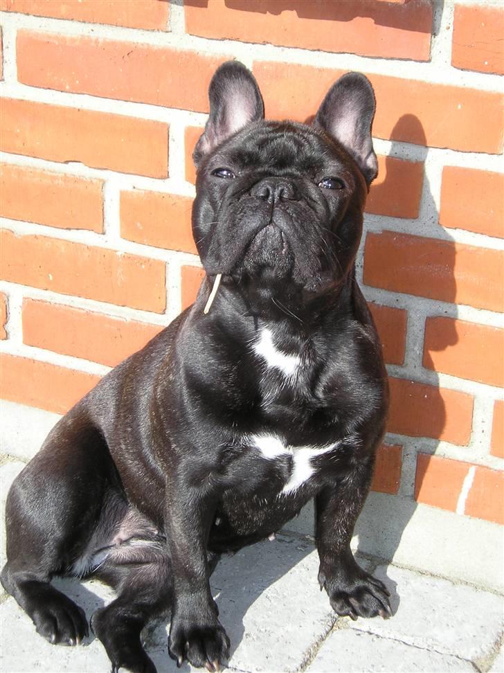 Fransk bulldog Mercedes - Jeg nyder lige solen.. billede 1