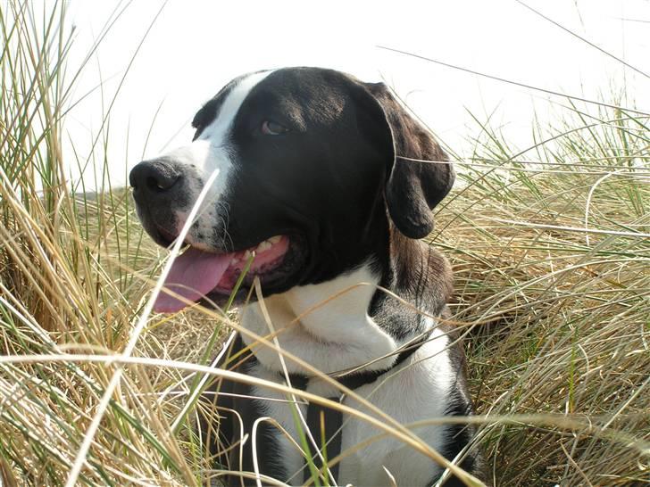 Blanding af racer Holger Flapøre billede 18