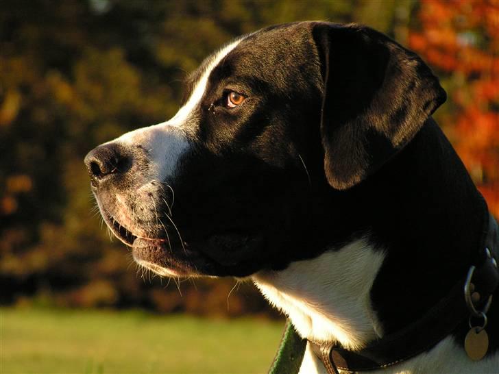 Blanding af racer Holger Flapøre billede 3