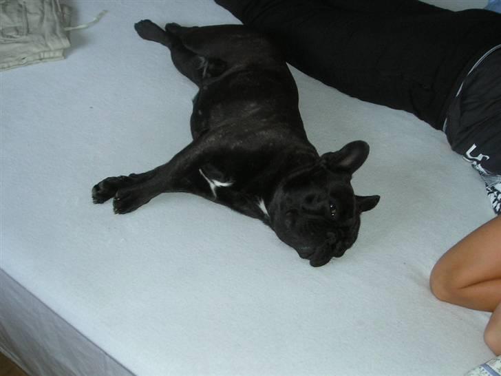 Fransk bulldog Mercedes - Altid træt.. billede 2