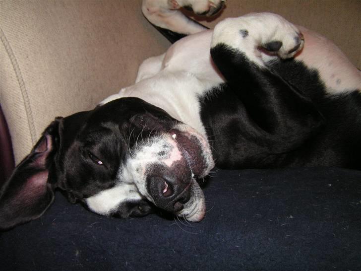 Blanding af racer Holger Flapøre - Læg det kamera, og klø mig på maven... billede 20