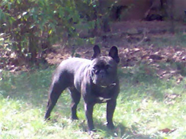 Fransk bulldog Mercedes - På sommerferie i frankrig billede 5