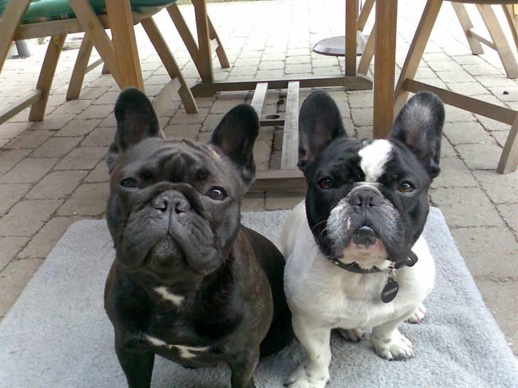 Fransk bulldog Mercedes - Her sidder jeg så med min kæreste Thorsen billede 8