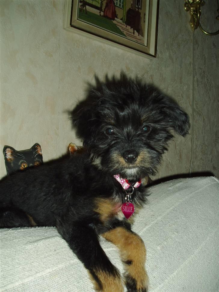 Blanding af racer Sille - jeg kan godt lide at blive fotograferet.. billede 9