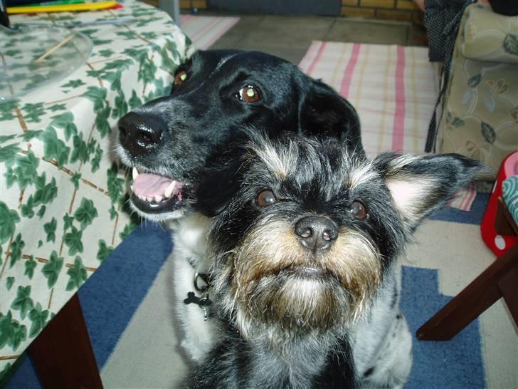 Blanding af racer Sille billede 10