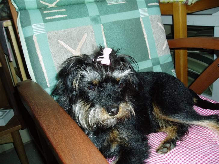 Blanding af racer Sille - er jeg ikke yndig billede 11