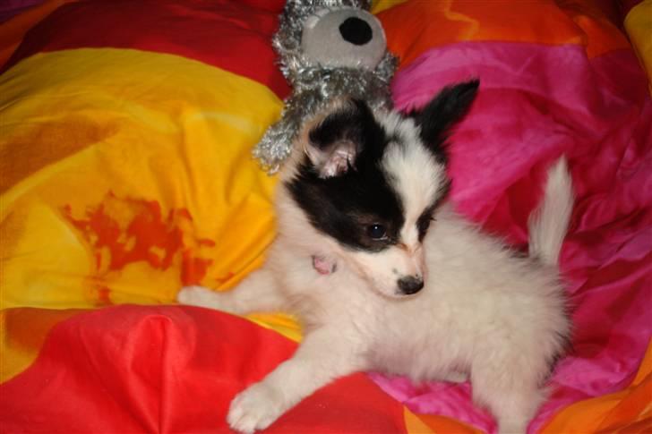 Papillon Bianca - dejligt sengetøj. kan også lide at sove i sengen. billede 8