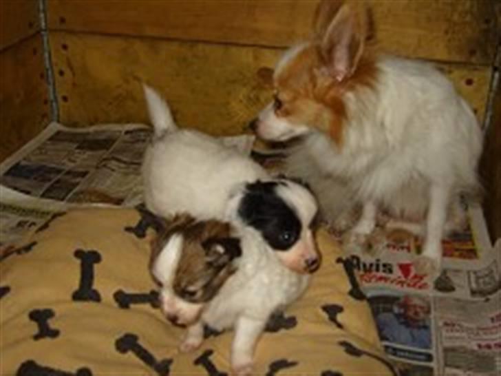 Papillon Bianca - ja her er min mor branka. og min søster som også er blevet solgt til et andet hjem. billede 9