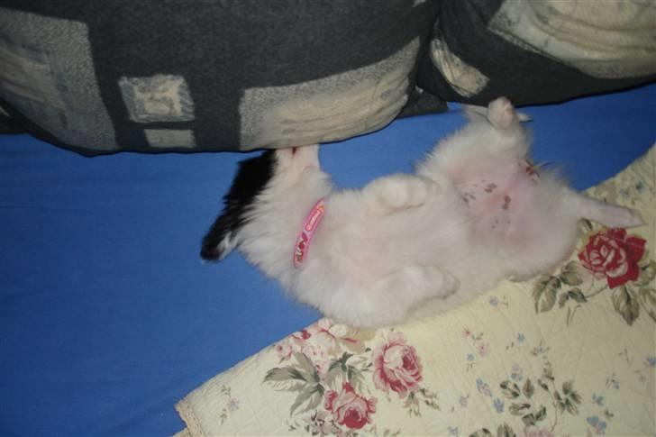 Papillon Bianca - så skal der soves. billede 10